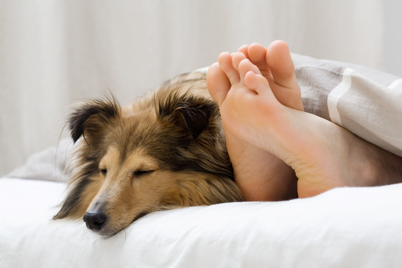 tenant and dog